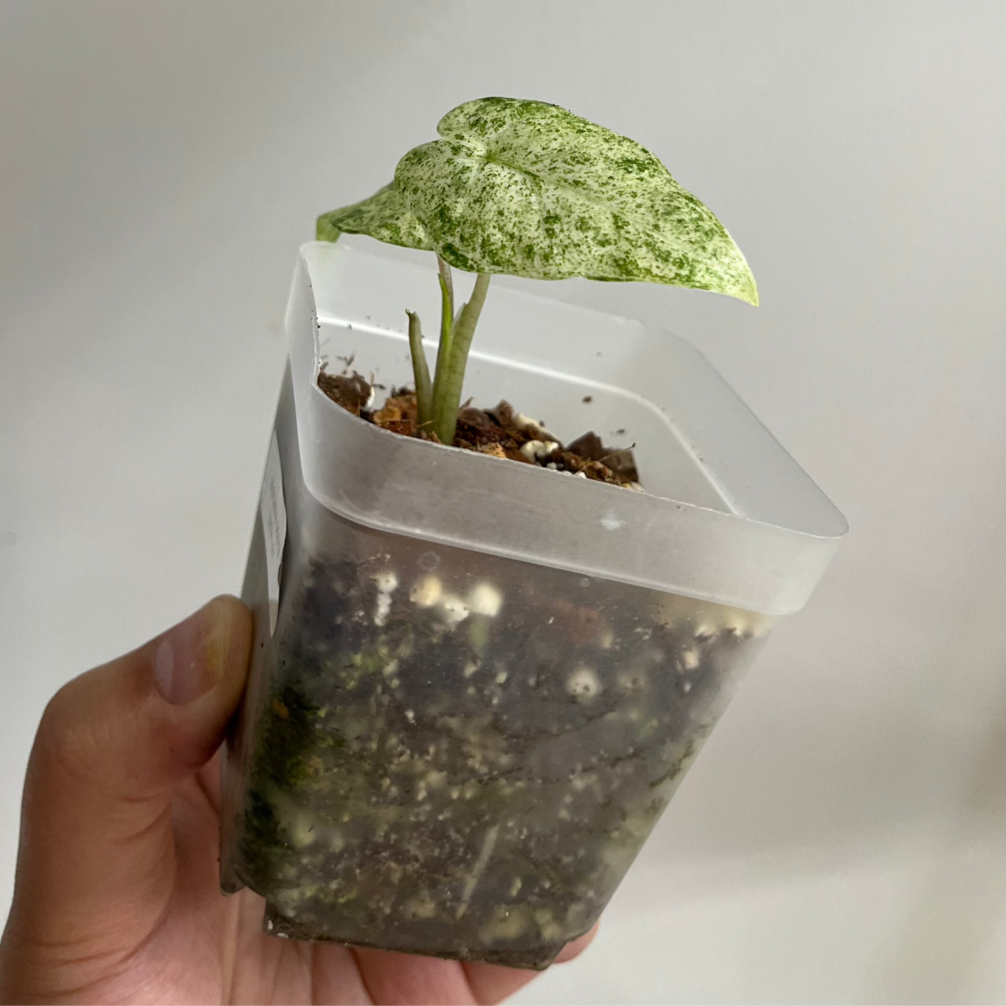 Alocasia Odora Batik Variegated (A)