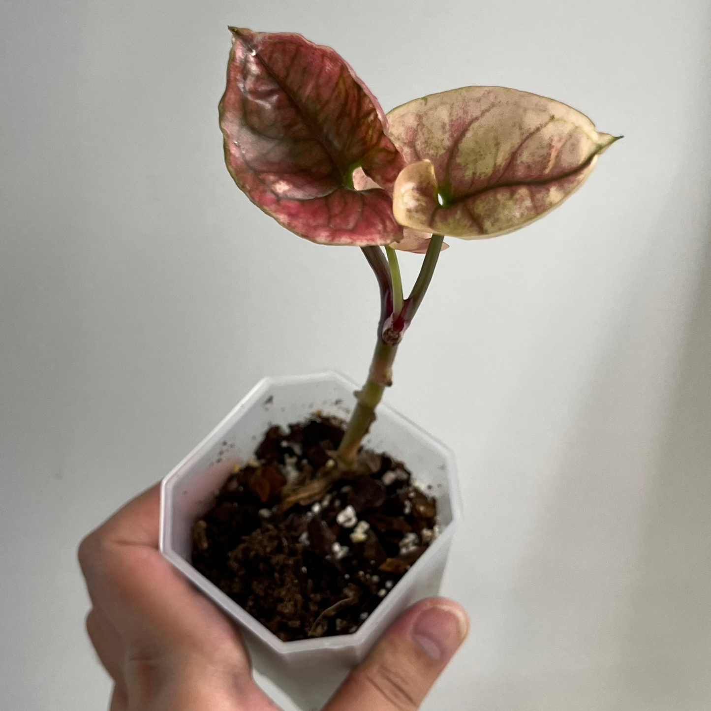 Syngonium 'Fraise Glace Galaxie' Panaché (B)