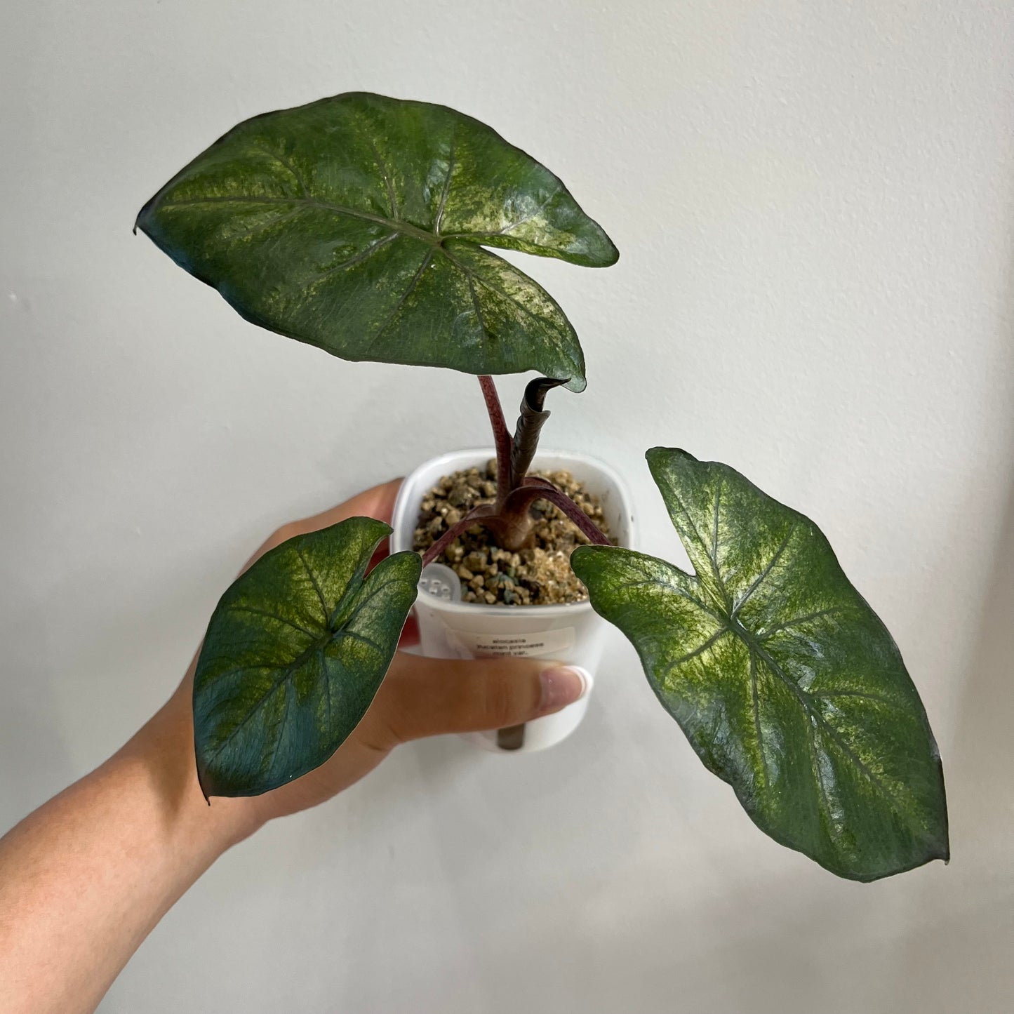 Alocasia Yucatan Princess Mint Variegated CORM