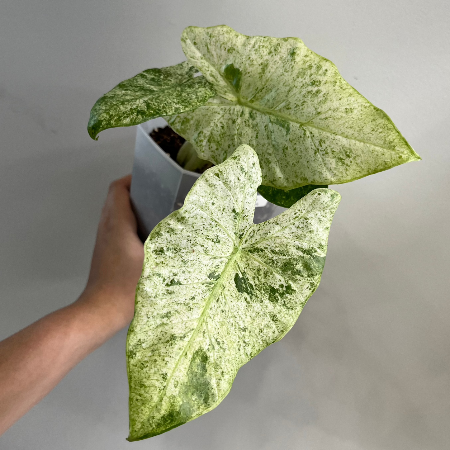 Alocasia Odora Batik Variegated (B)