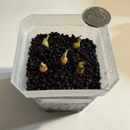 Alocasia Longiloba Silver CORM