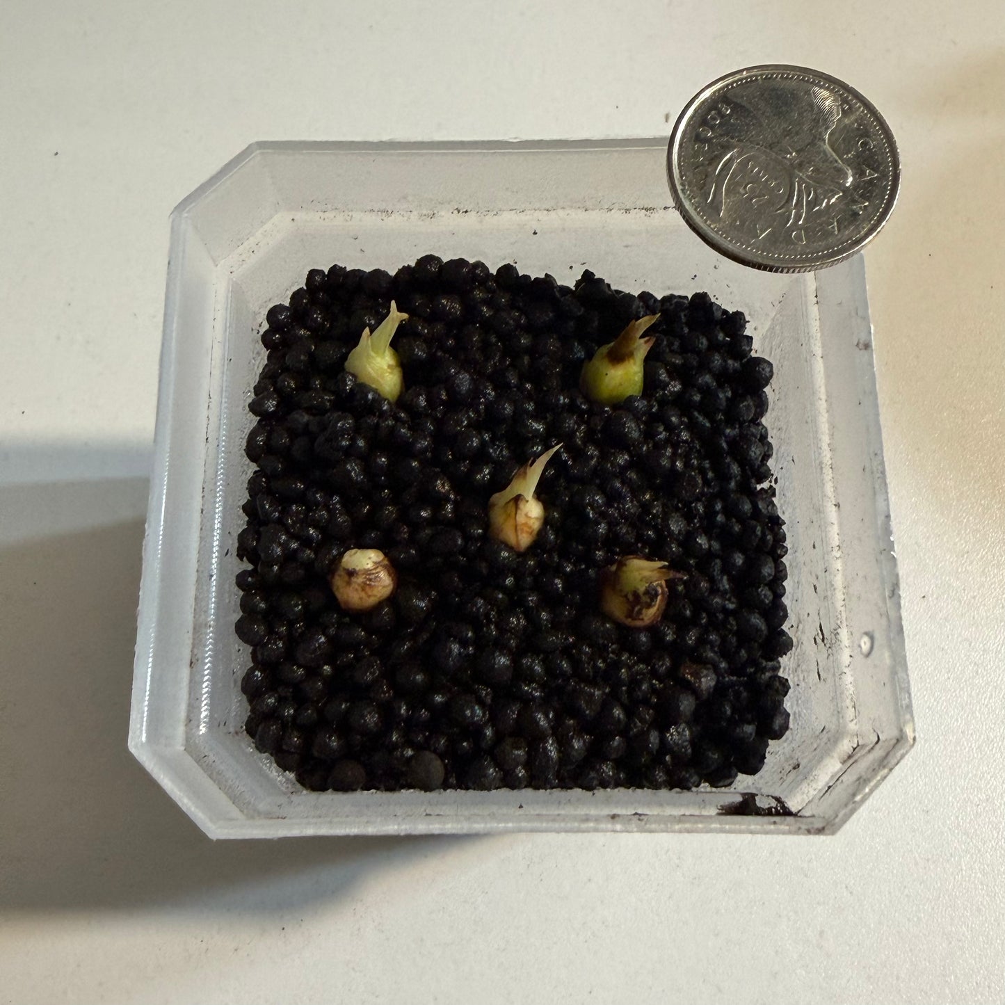 Alocasia Longiloba Silver CORM