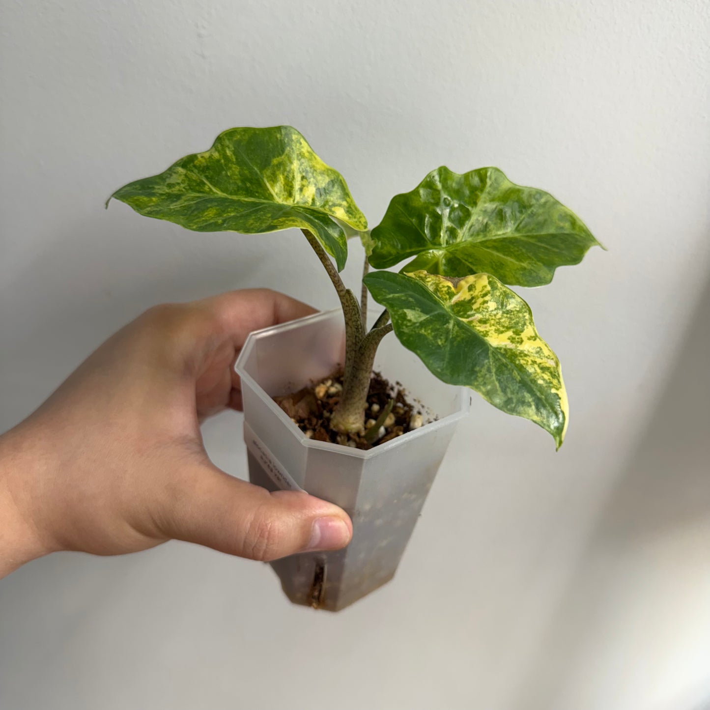 Alocasia Low Rider Aurea Variegated