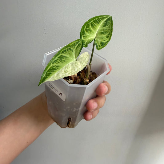 Syngonium Batik Variegated