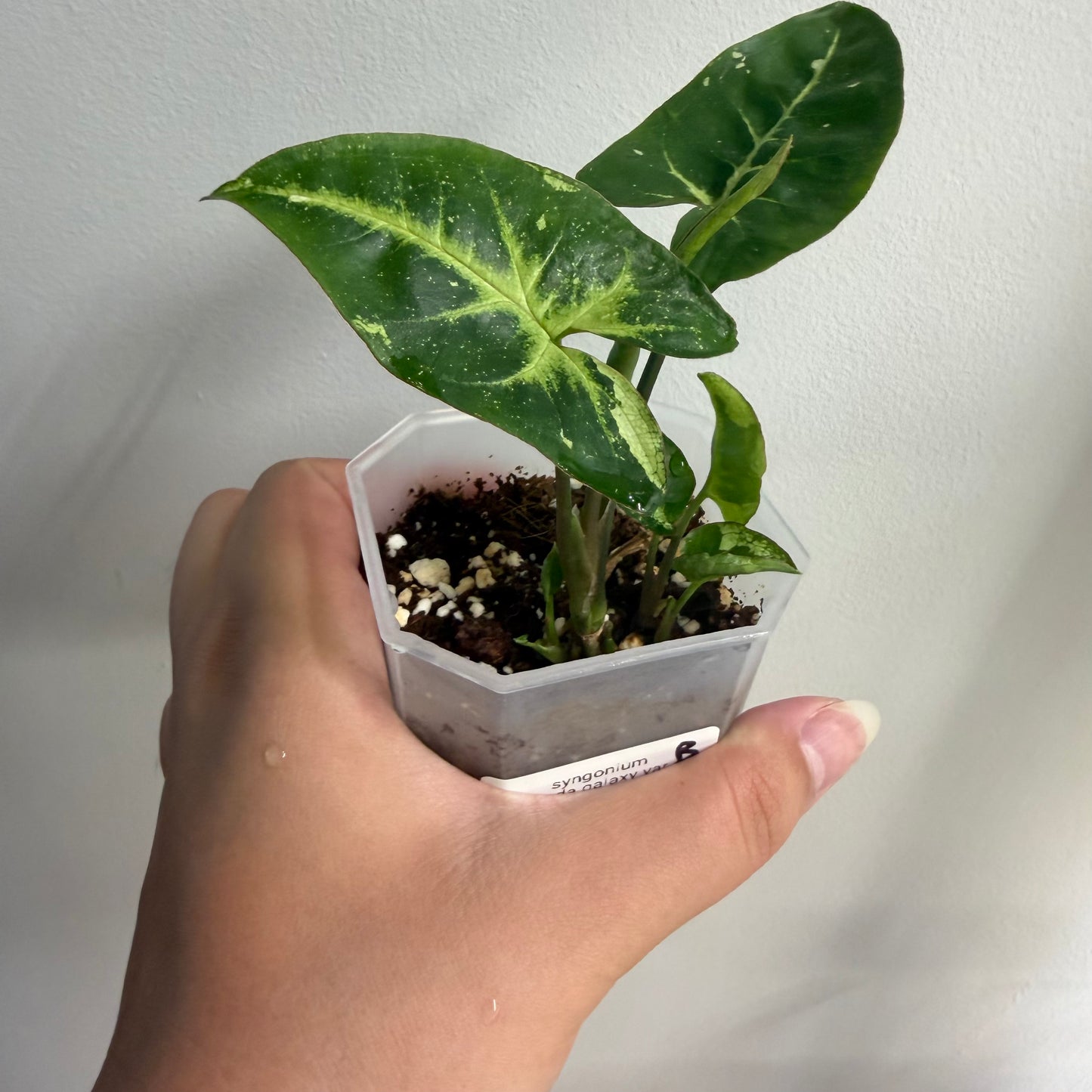 Syngonium Panda Galaxy Variegated (B)