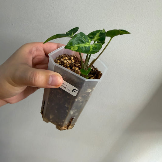 Syngonium Panda Galaxy Variegated (F)