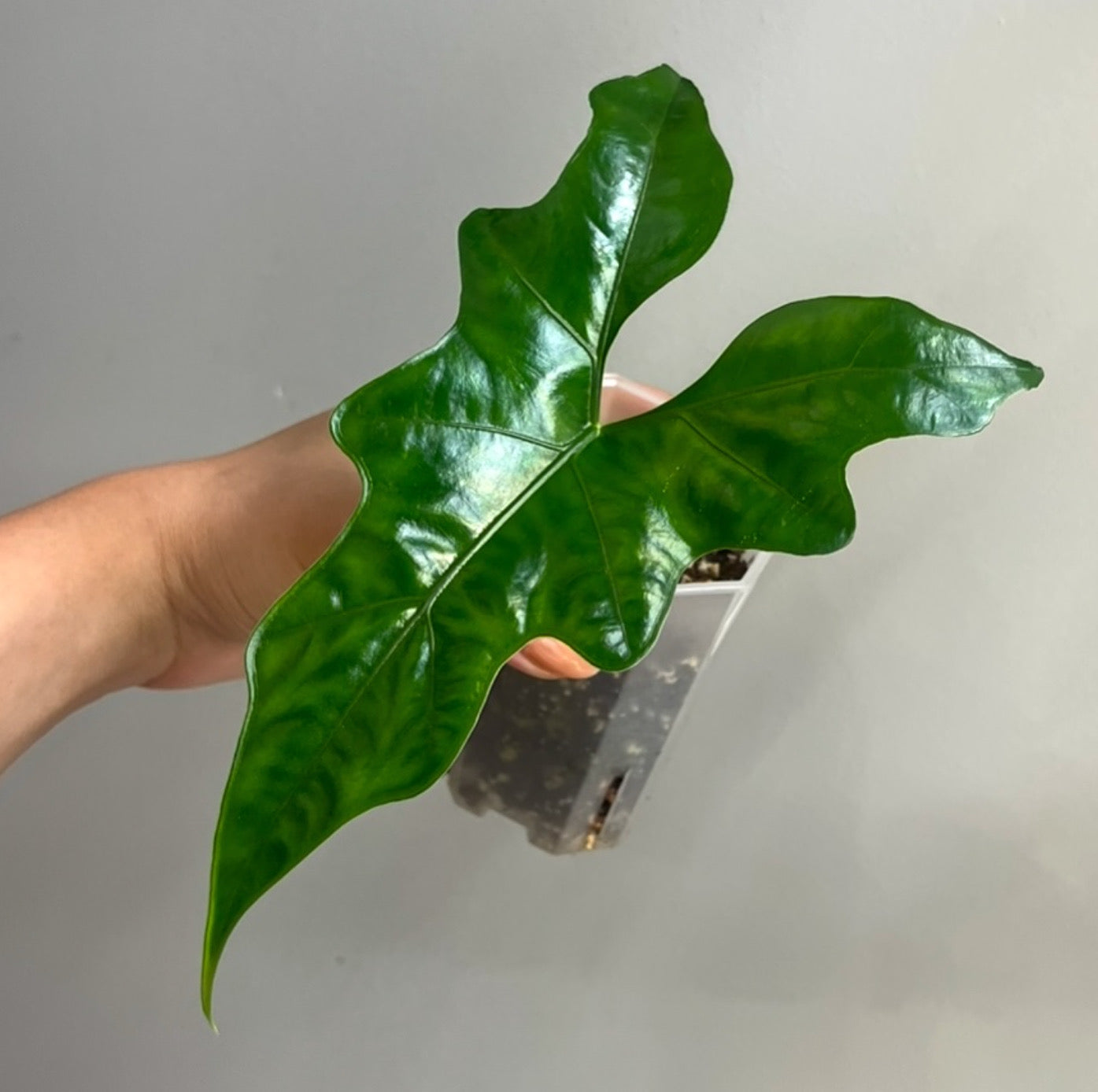 Alocasia 'Batwing' Nycteris CORM