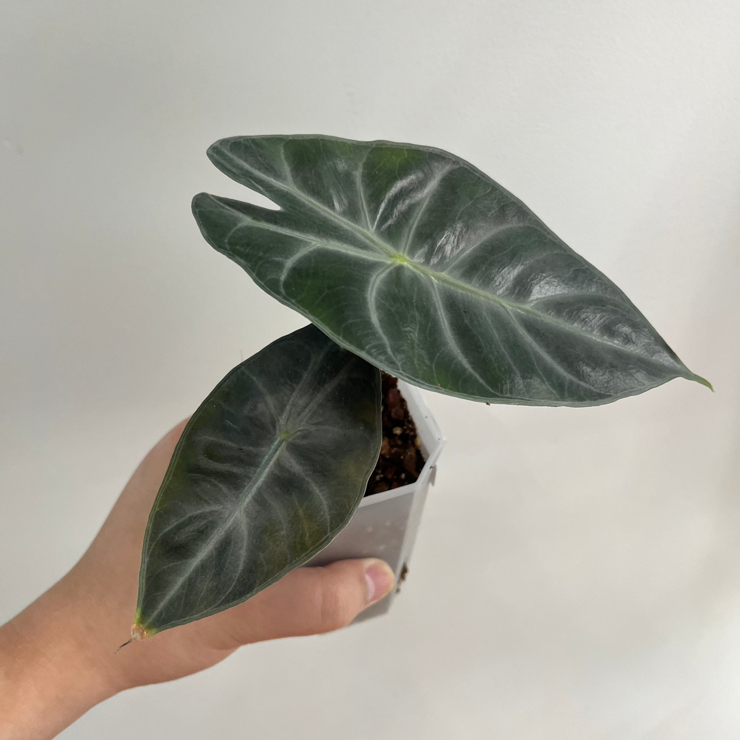 Alocasia Pink Dragon CORM