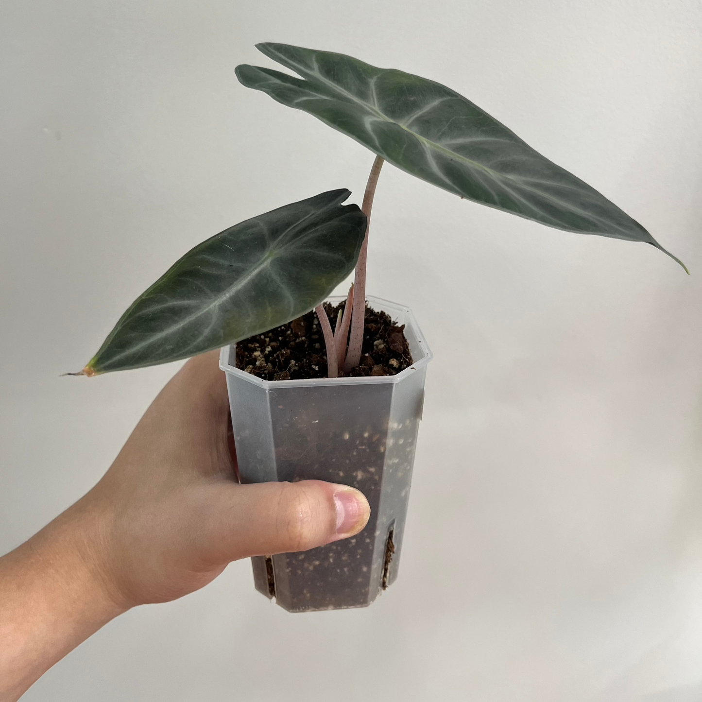 Alocasia Pink Dragon CORM