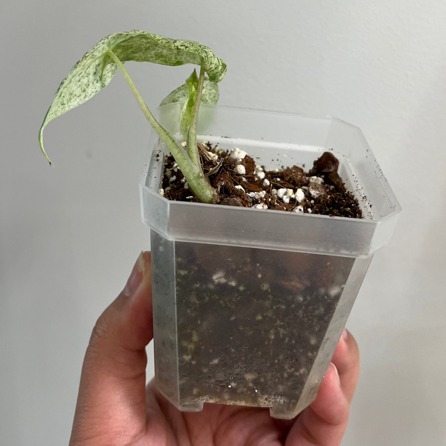 Alocasia Odora Batik Variegated (B)
