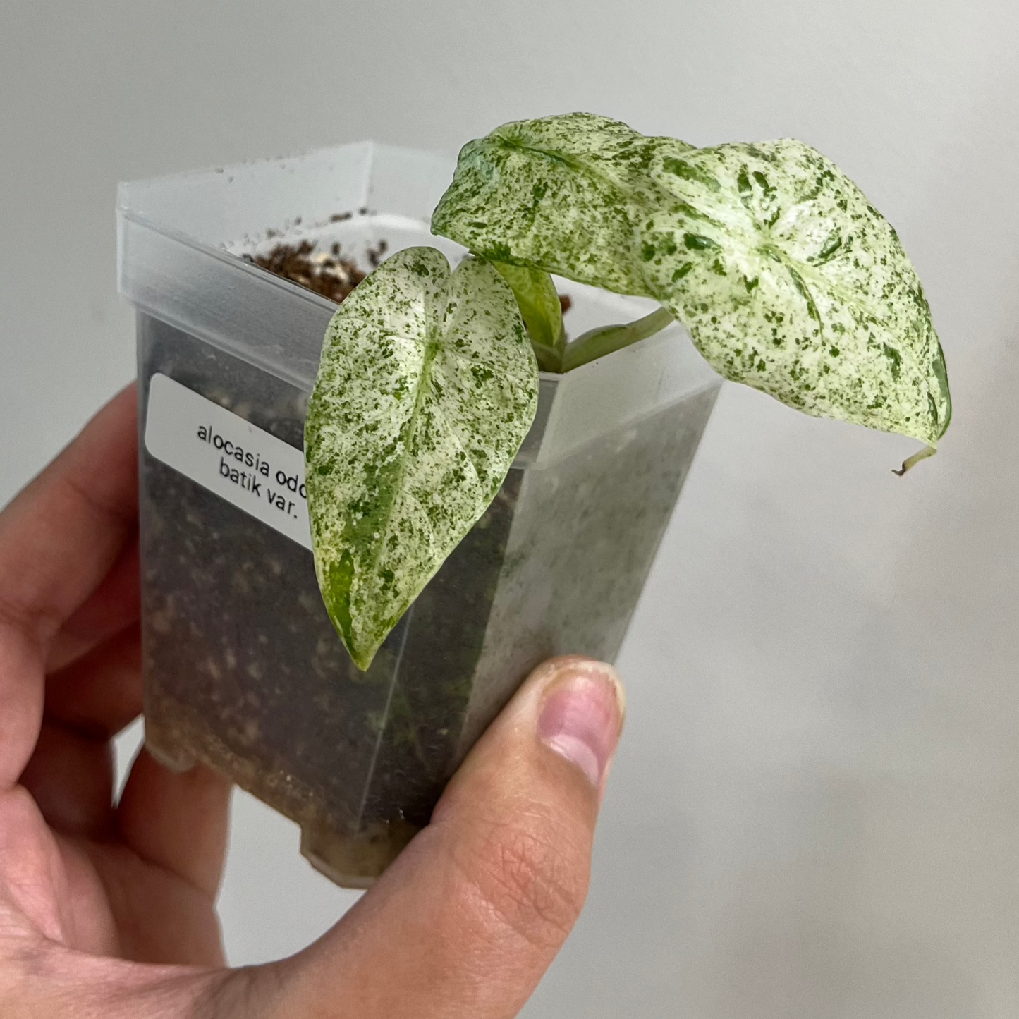 Alocasia Odora Batik Variegated (B)