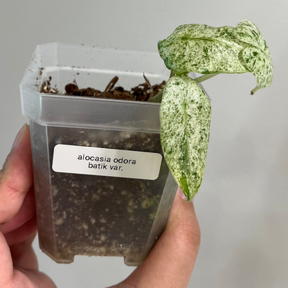 Alocasia Odora Batik Variegated (B)
