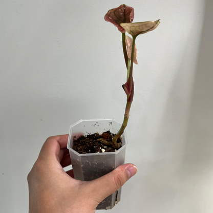 Syngonium 'Fraise Glace Galaxie' Panaché (B)
