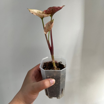 Syngonium 'Fraise Glace Galaxie' Panaché (B)