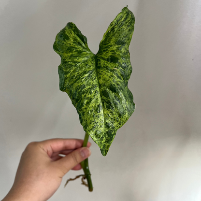 Syngonium Tacheté Mojito Panaché (RACINÉ A)