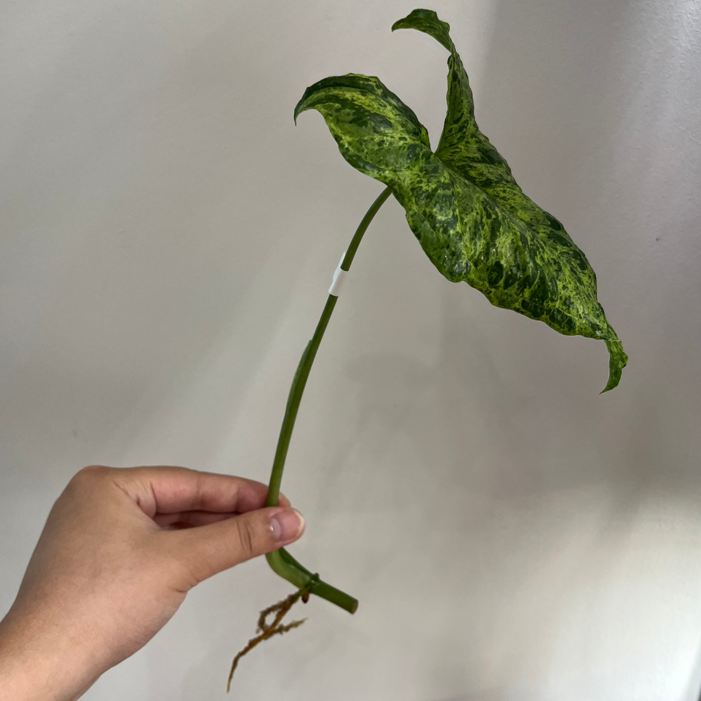 Syngonium Tacheté Mojito Panaché (RACINÉ A)