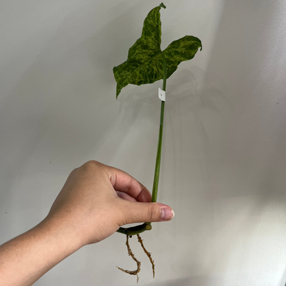 Syngonium Tacheté Mojito Panaché (RACINÉ A)