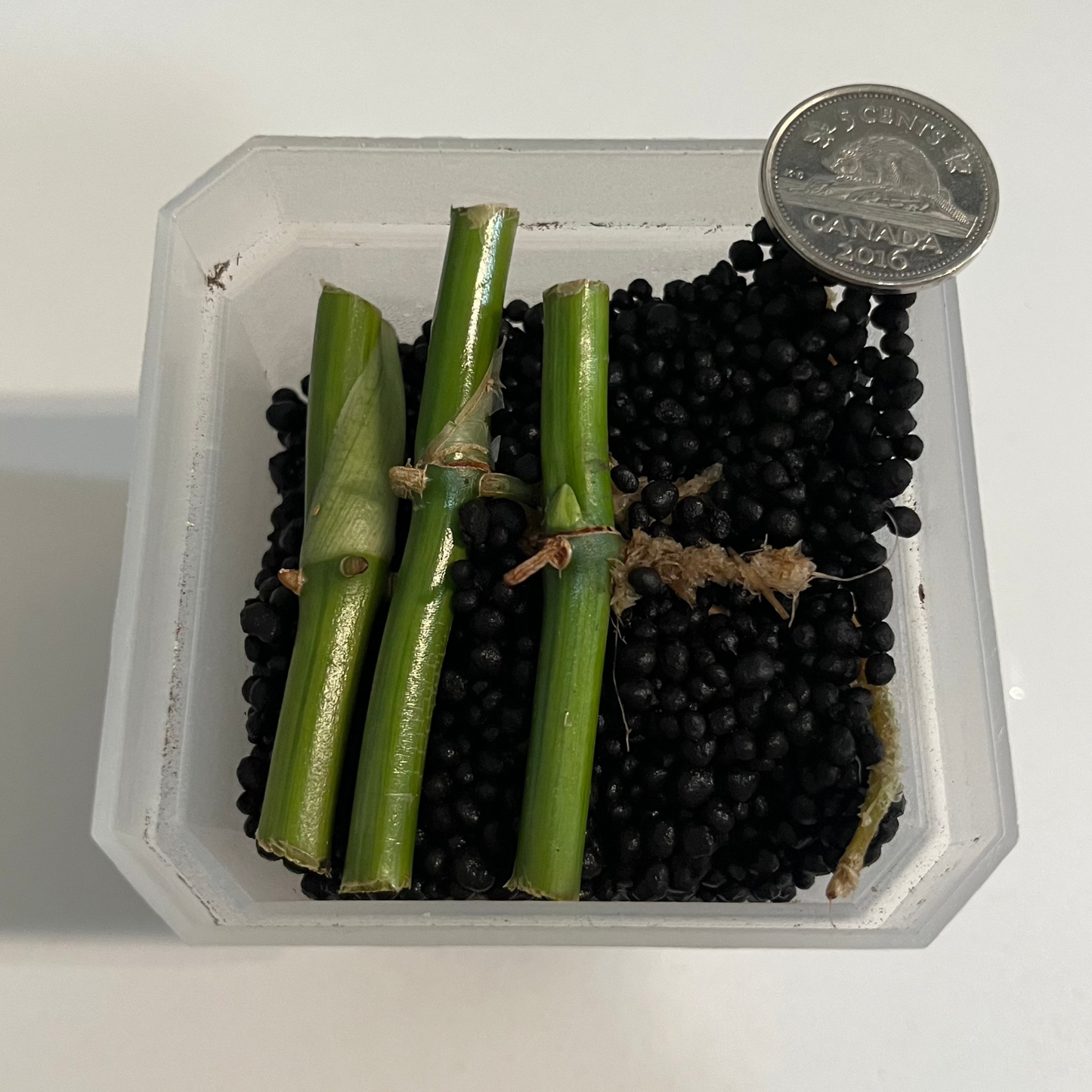 Syngonium Tacheté Mojito Panaché Bâtons Mouillés