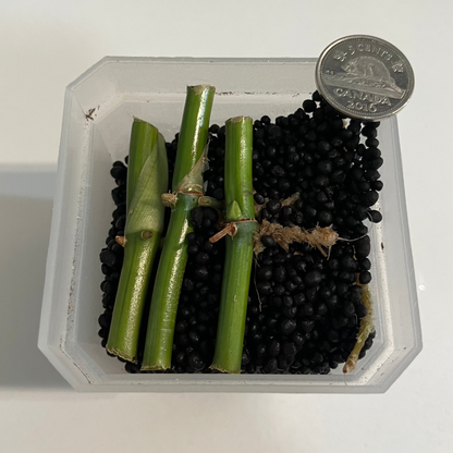 Syngonium Tacheté Mojito Panaché Bâtons Mouillés