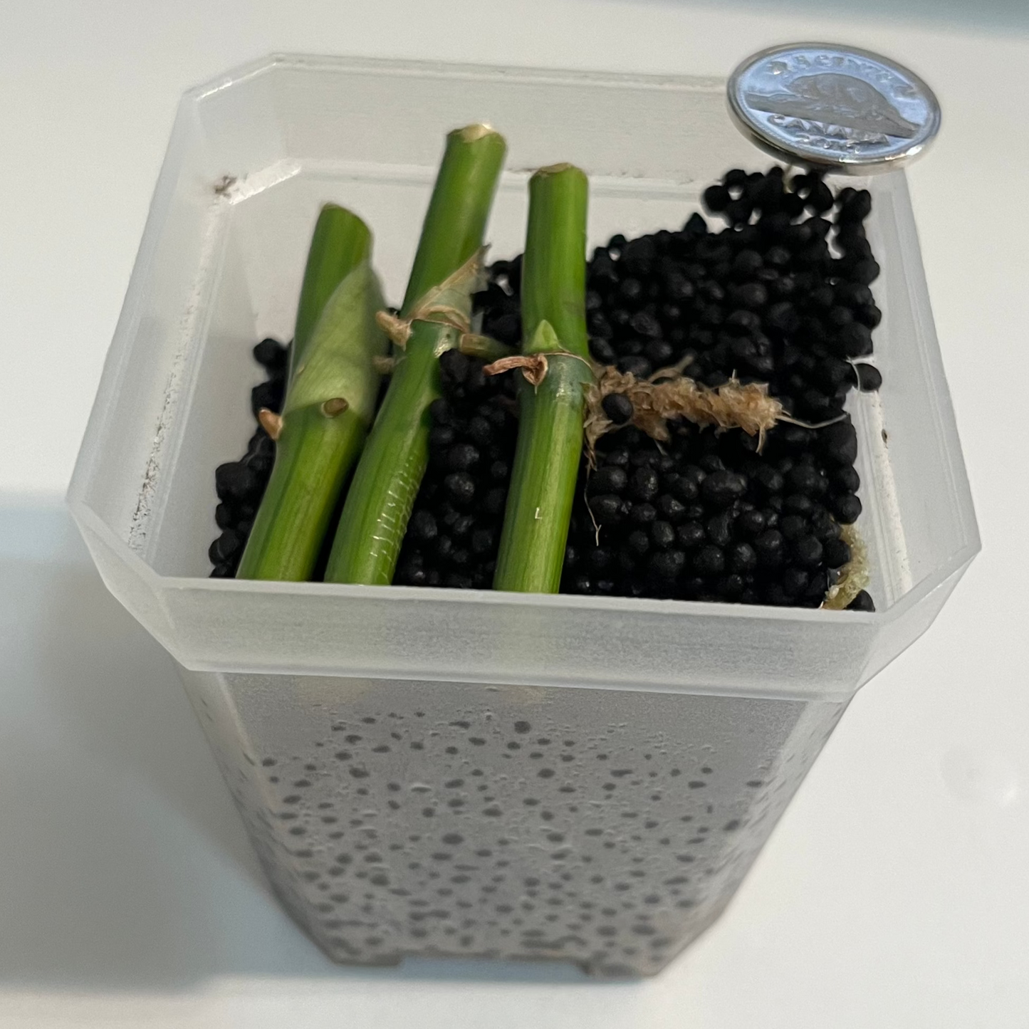 Syngonium Tacheté Mojito Panaché Bâtons Mouillés