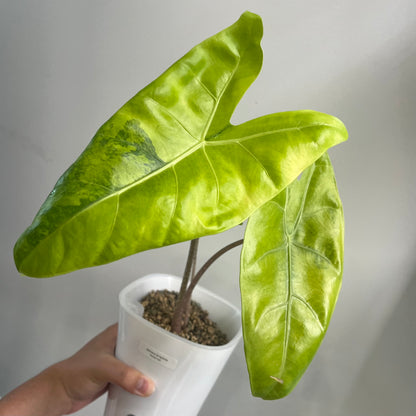 Alocasia Longiloba Lemon Lime Aurea Variegated CORM