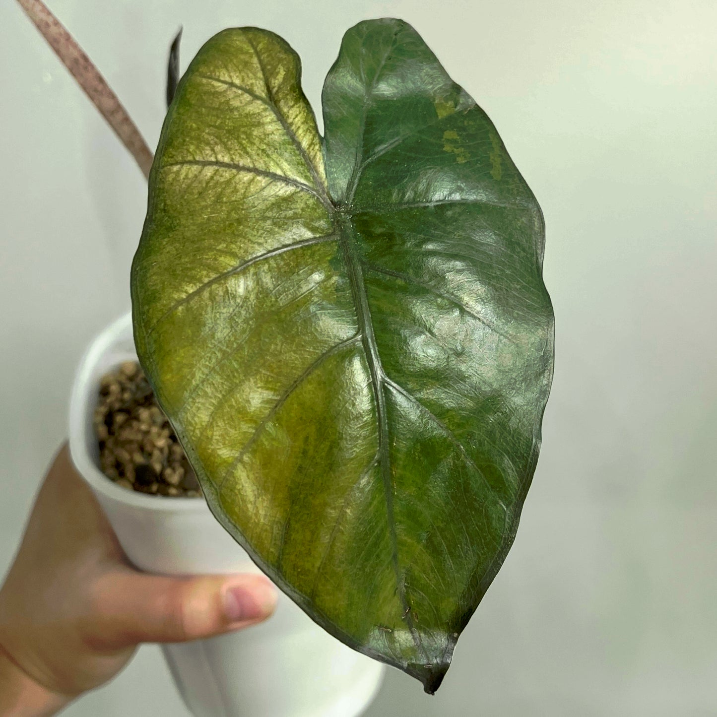 Alocasia Yucatan Princess Tricolour Variegated CORM