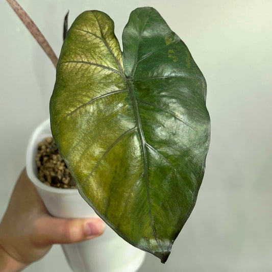 Alocasia Yucatan Princess Tricolour Variegated CORM