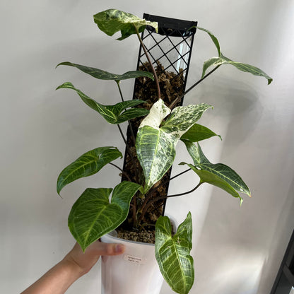 Syngonium Batik Variegated