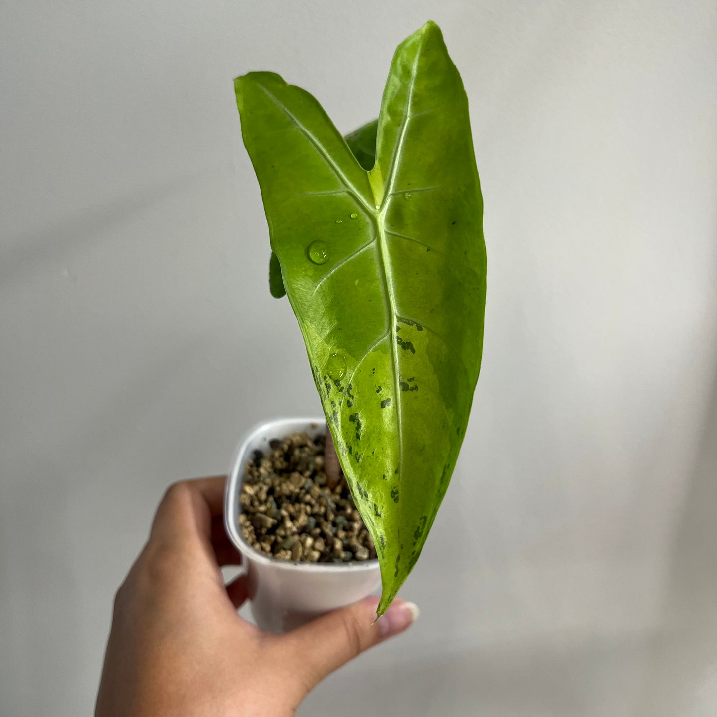 Alocasia Longiloba Black Lime Variegated CORM