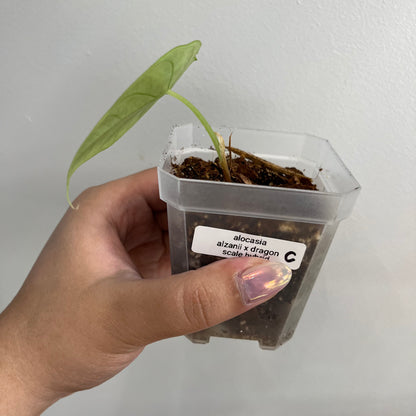Alocasia 'Green Unicorn' Alzanii x Dragon Scale Hybrid (C)