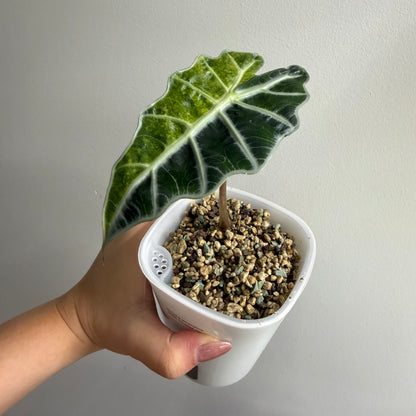 Alocasia Amazonica Tricolour Splash Variegated (D)