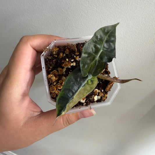 Alocasia Amazonica Tricolour Splash Variegated (E)