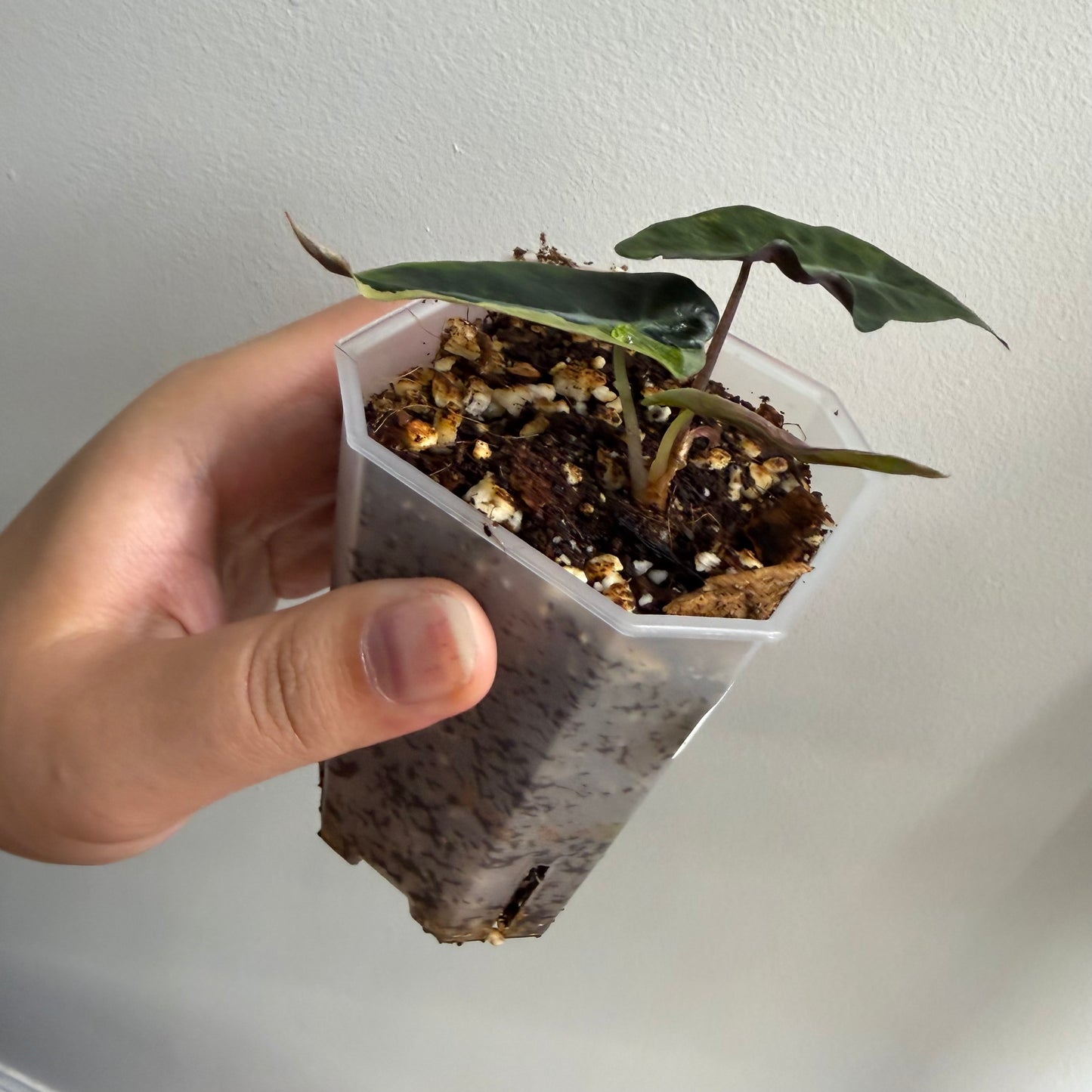 Alocasia Amazonica Tricolour Splash Variegated (E)