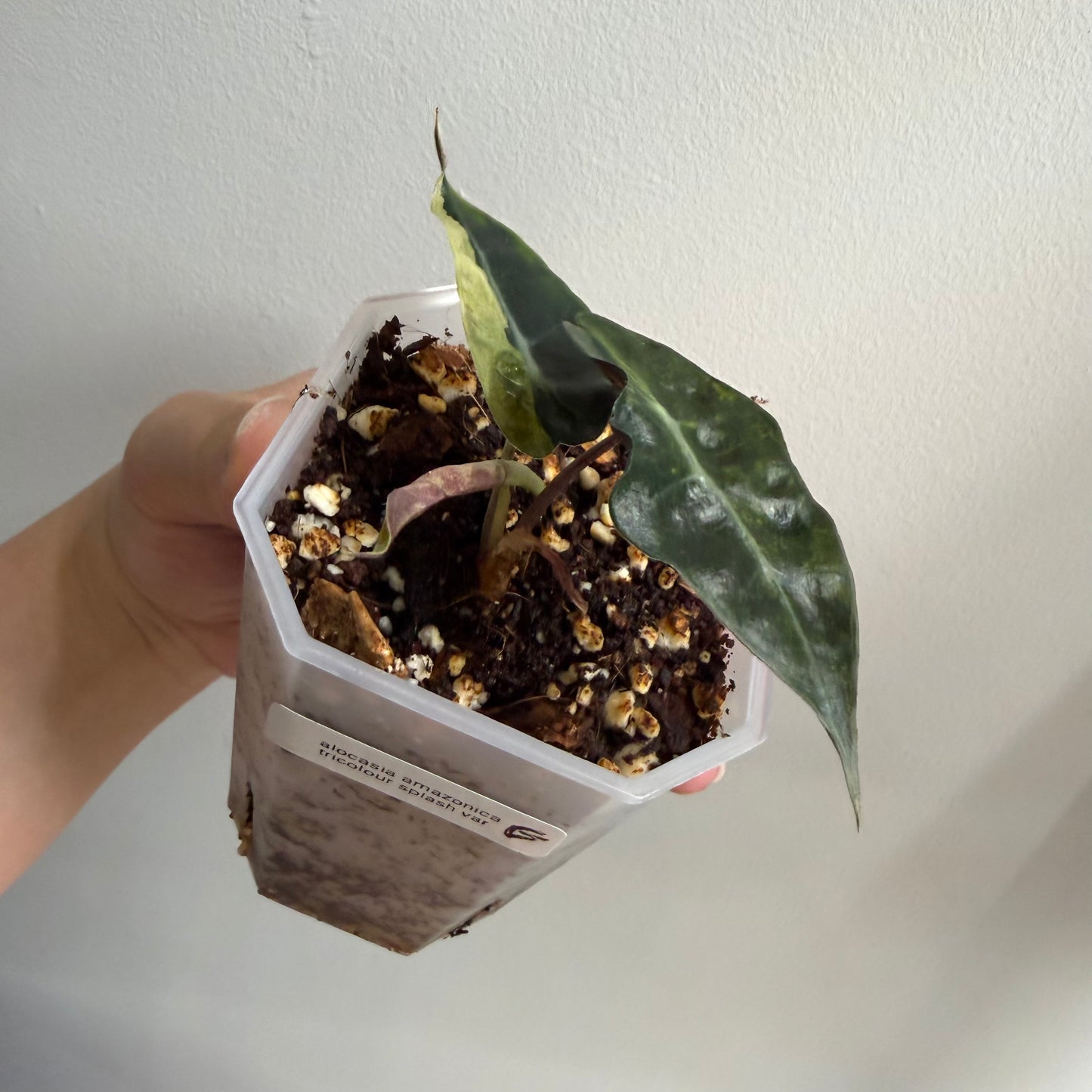 Alocasia Amazonica Tricolour Splash Variegated (E)
