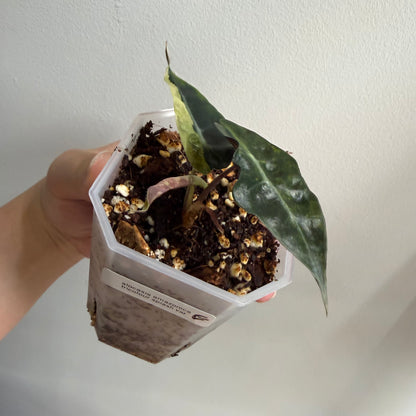 Alocasia Amazonica Tricolour Splash Variegated (E)