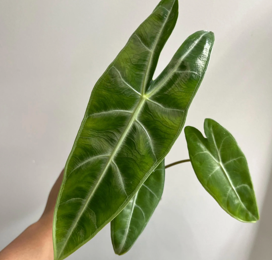 Alocasia Longiloba Silver CORM