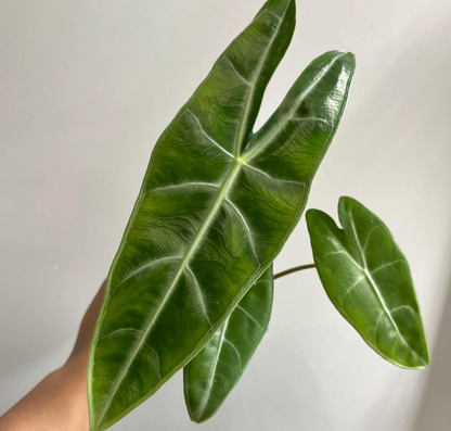 Alocasia Longiloba Silver CORM