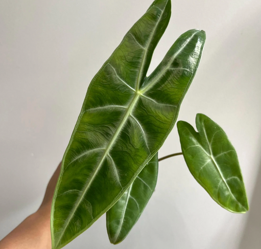 Alocasia Longiloba Silver CORM