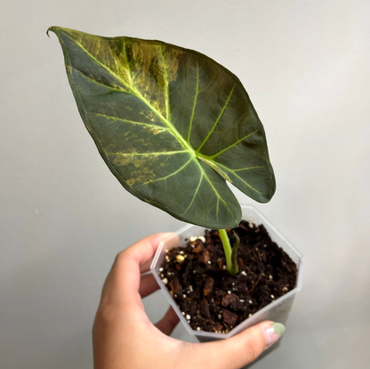 Alocasia Regal Shield Aurea Tricolour Variegated (A) [REVERTED]
