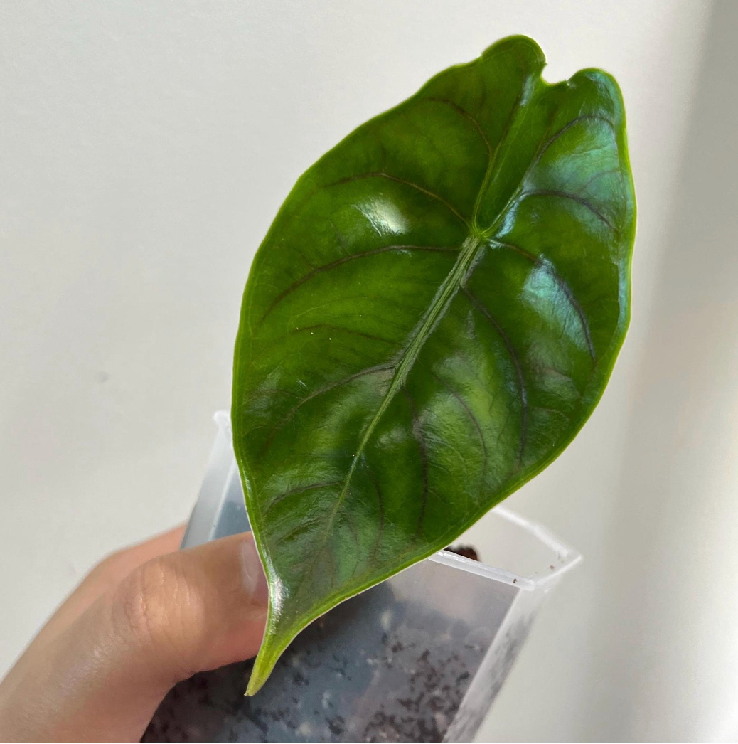 Alocasia 'Green Unicorn' Alzanii x Dragon Scale Hybrid (C)