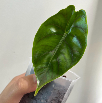 Alocasia 'Green Unicorn' Alzanii x Dragon Scale Hybrid (C)