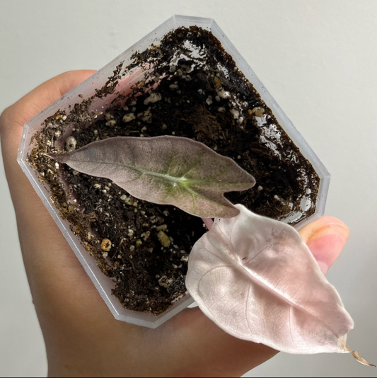 Alocasia Polly Pink Variegated CORM