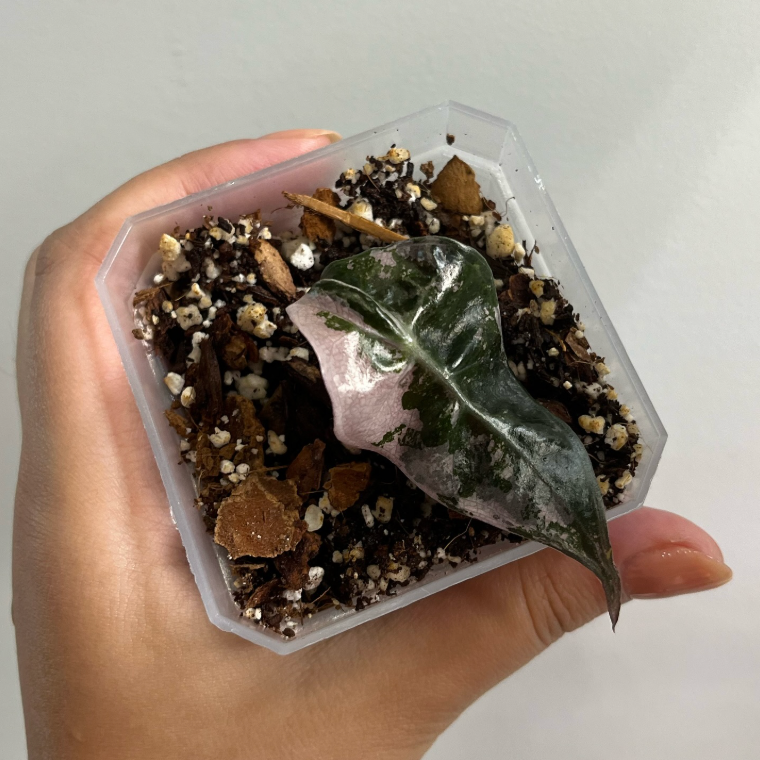 Alocasia Amazonica Albo Pink Variegated CORM