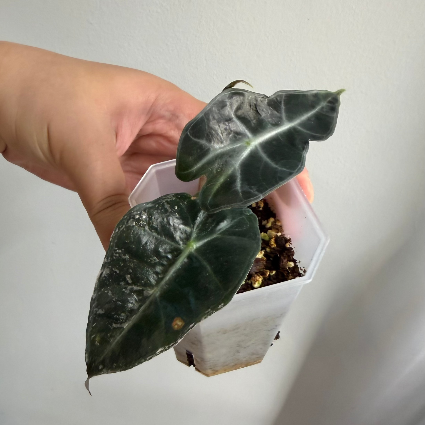 Alocasia Amazonica Albo Pink Variegated