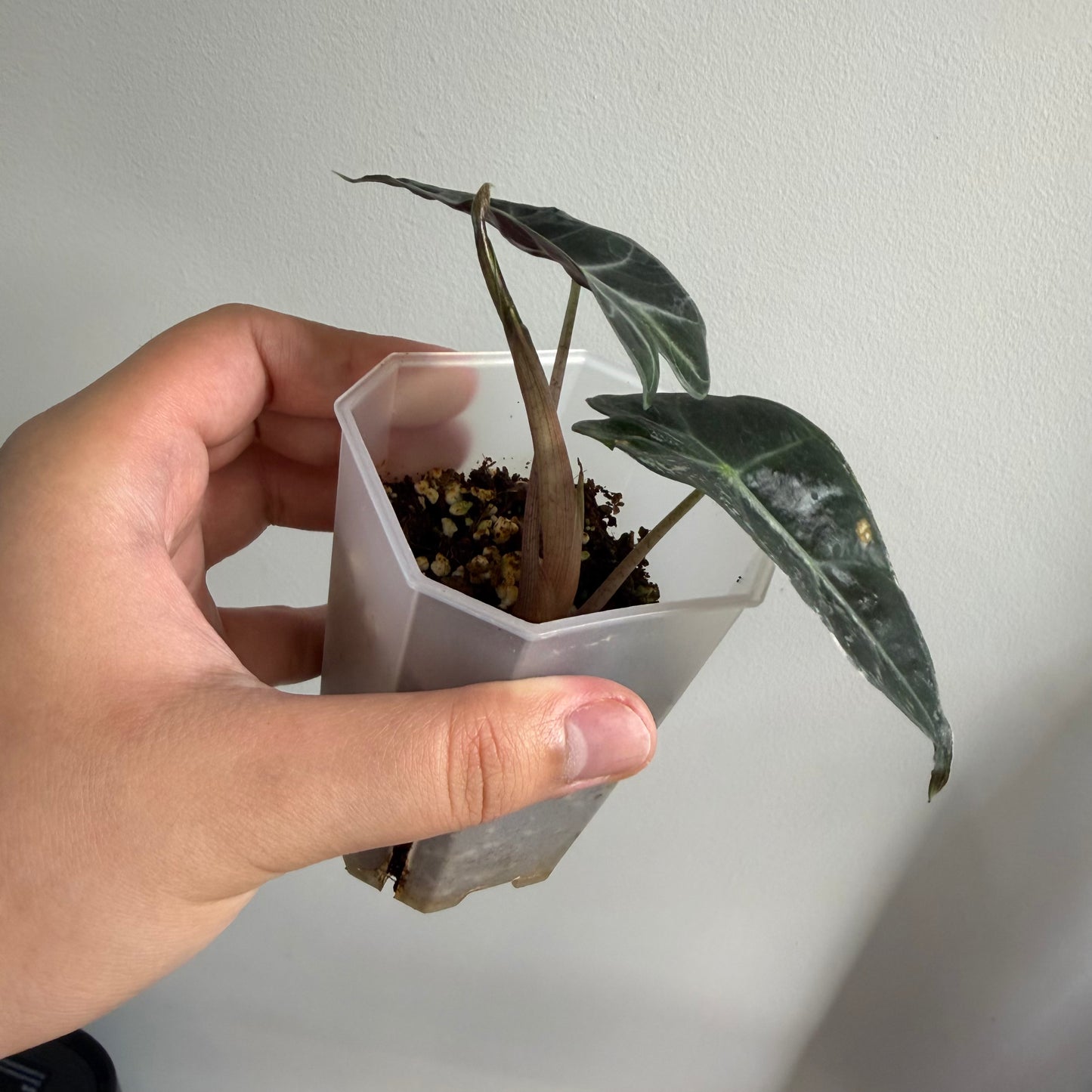 Alocasia Amazonica Albo Pink Variegated