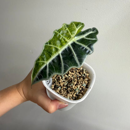 Alocasia Amazonica Tricolour Splash Variegated CORM