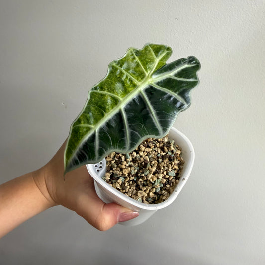 Alocasia Amazonica Tricolour Splash Variegated CORM