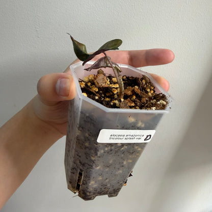 Alocasia Amazonica Tricolour Splash Variegated (D)