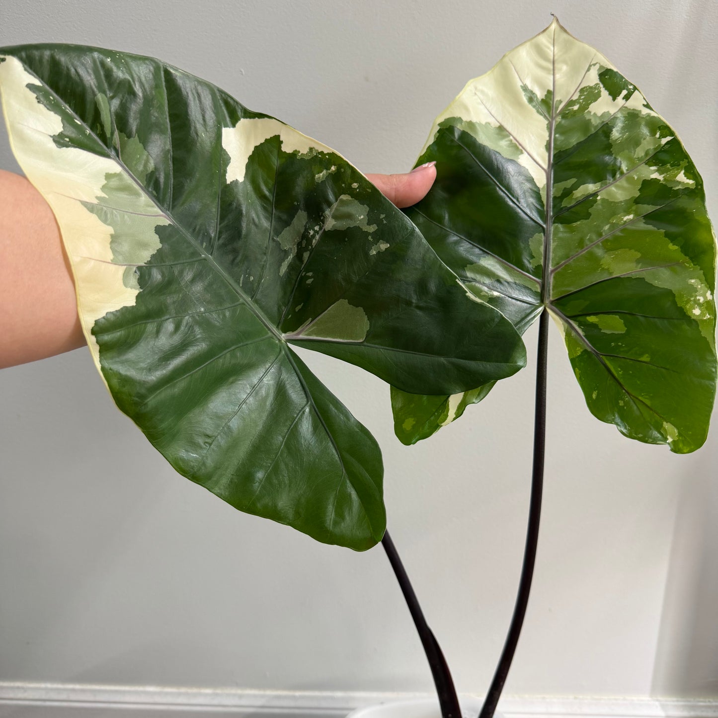 Alocasia Black Stem Albo Variegated