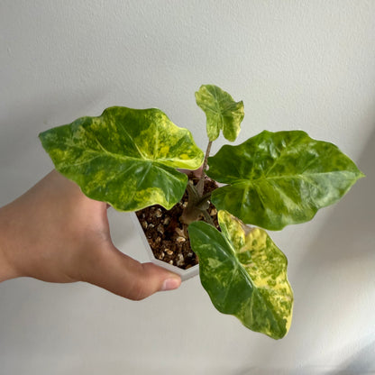 Alocasia Low Rider Aurea Variegated